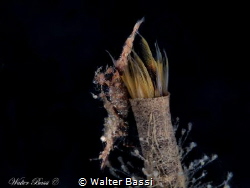 Vertical shrimp by Walter Bassi 